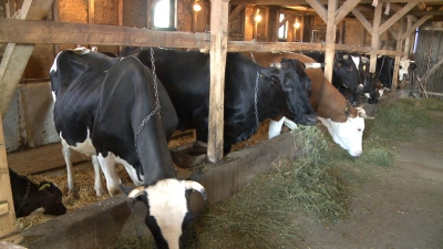 Pregătiri pentru exportul bovinelor vii în Turcia
