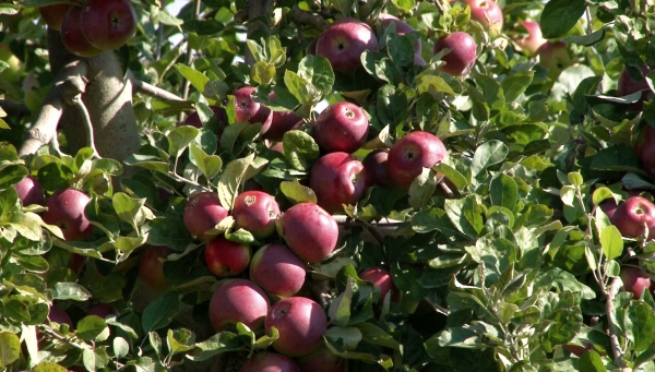 Supraproducția de mere din 2018 ar putea lăsa merii fără rod la anul