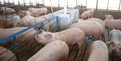 Actualizarea situației privind evoluția Pestei Porcine Africane la data de 8 februarie 2018