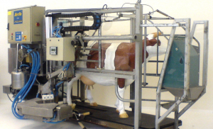 Profit în ferma de vaci de lapte: Roboți versus mașini de muls