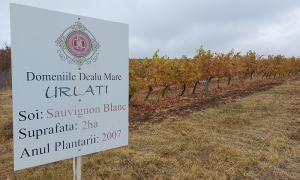 „Piața vinului din România este foarte concurențială“