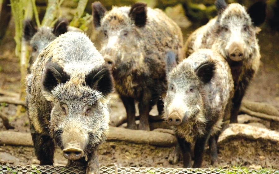 Ministrul Agriculturii: Noua Ordonanță Militară va viza și vânarea porcilor mistreți