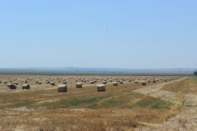 Scutirea de plata taxelor vamale a produselor ucrainene nu afectează fermierii români