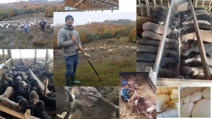 Fermă mixtă de animale, o afacere rentabilă de 100 de ani în Ciolăneşti