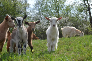 Doi tineri au investit 10.000 de euro într-o fermă de capre