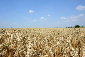 Regulatorii de creștere - de la un „moft“ la o verigă indispensabilă în tehnologiile moderne de cultivare a cerealelor păioase